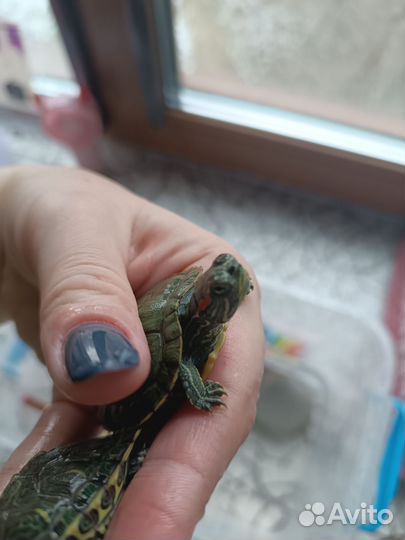 Красноухая черепаха