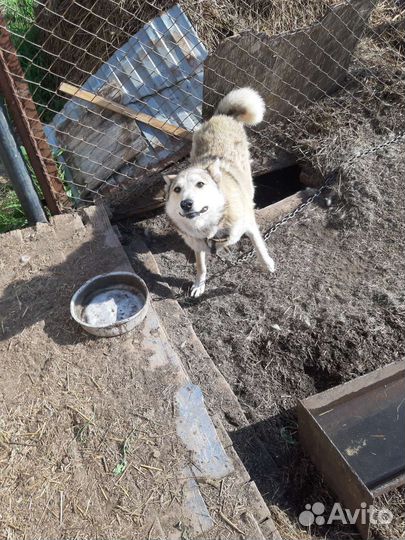 Западно сибирская лайка