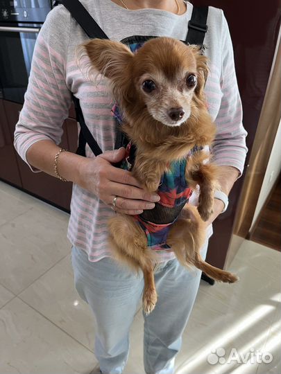 Рюкзак для носки маленьких собак