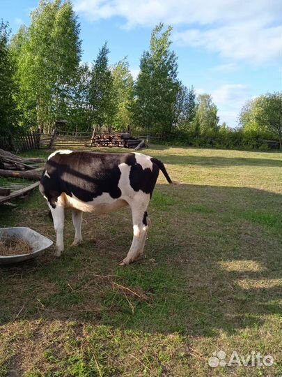 Нетель стельная