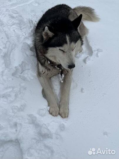 Собака в добрые руки Хаски