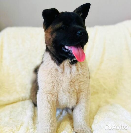 Супер девочка Американской акиты от Чемпионов