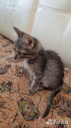 Кошка