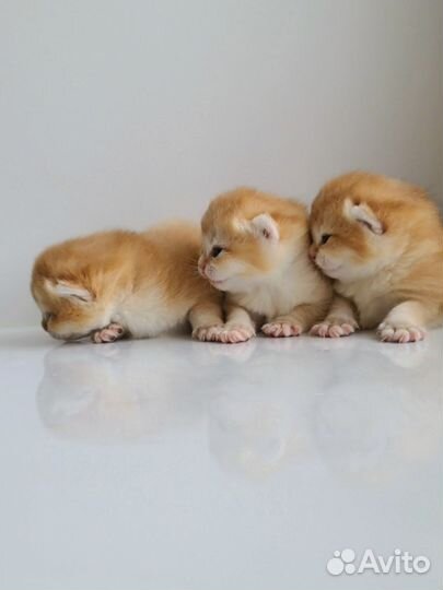 Котята Британская золотая шиншилла ny11 ny12