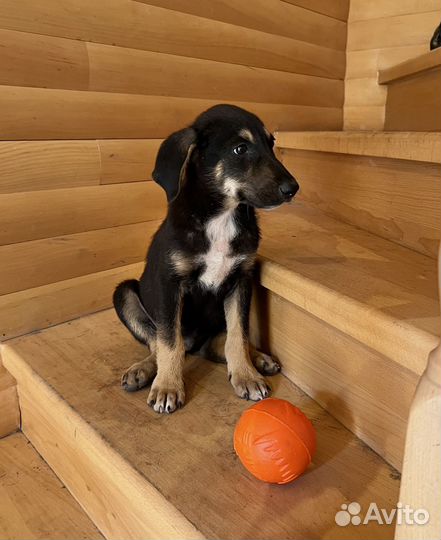 Щенки метисы овчарки в добрые руки