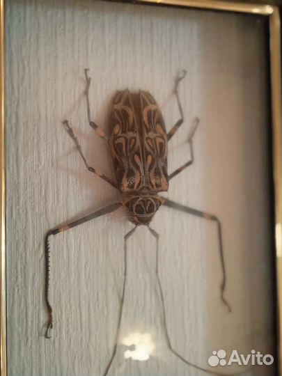 Жук Арлекин коллекционный в рамке