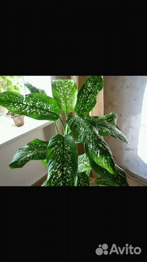 Отростки цветов