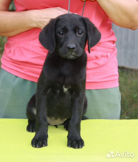 Лабрадор девочка