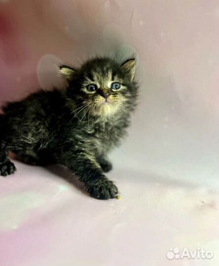 Котята девочки в добрые руки