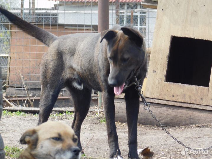 Собака - Гор, король охраны