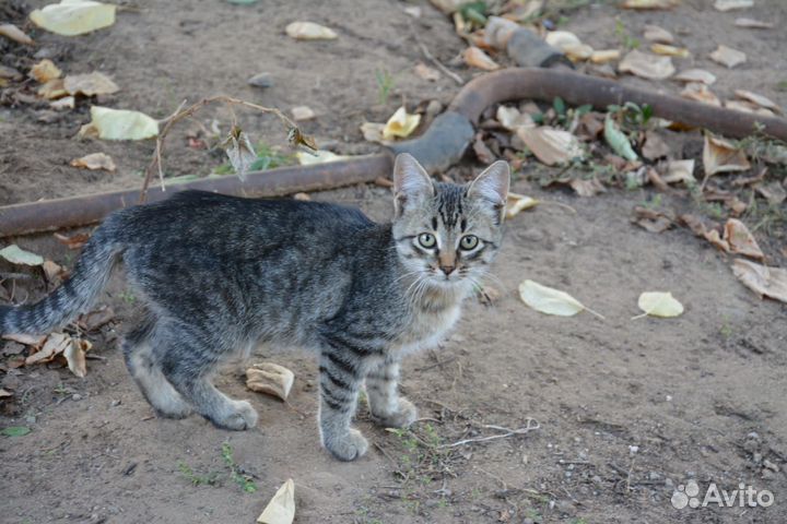 Домашние животные кошки