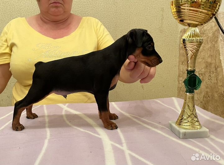 Щенки цвергпинчера (карликовый пинчер)