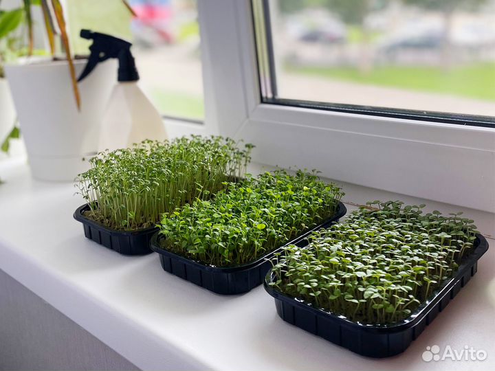 Семена Микрозелень от 50 грамм арт.0058