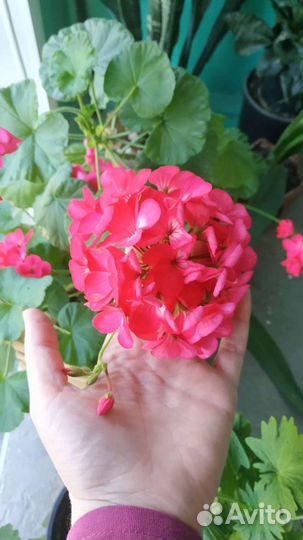 Крупная герань, пеларгония