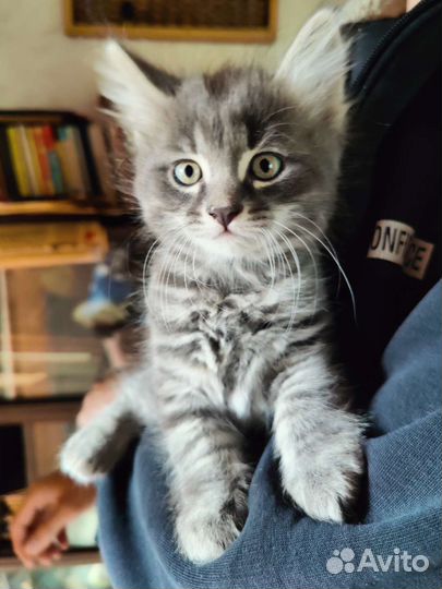 Котята в добрые руки бесплатно