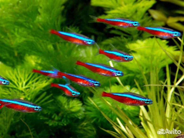 Неон красный, голубой - аквариумная рыбка доставка
