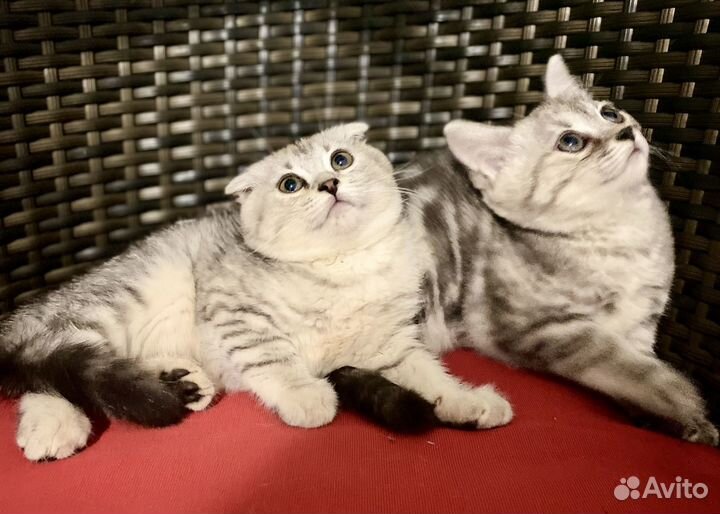 Шотландские котята