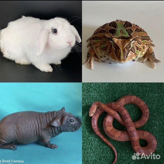 Аренда животных и коробки фанбокс