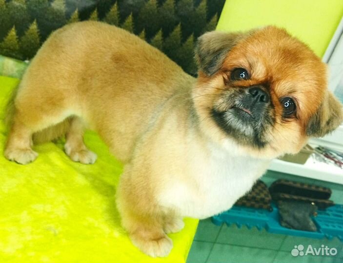 Груминг собак и кошек