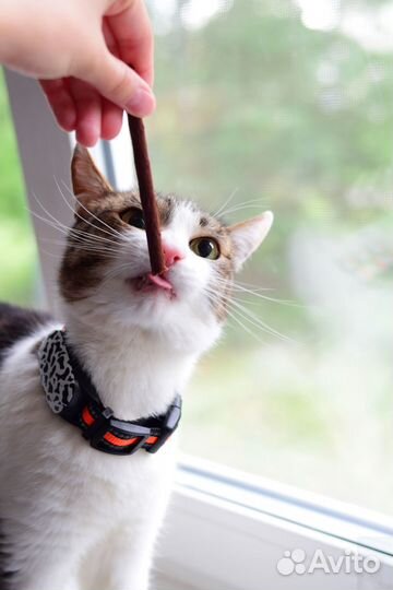 GPS для животных