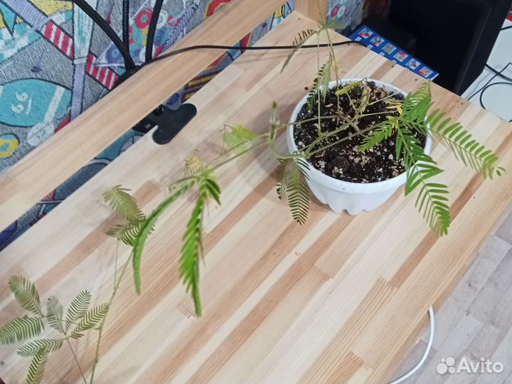 Мимоза стыдливая