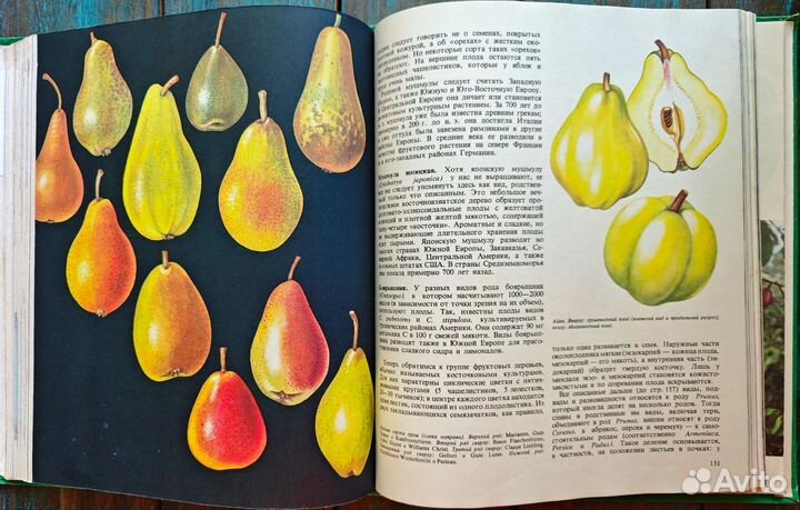 Ботаническая книга плоды земли