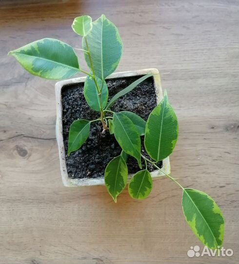 Фикус бенджамина пестролистный