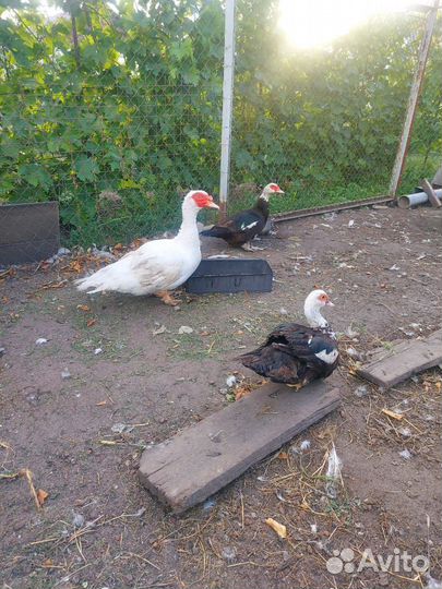 Продам семью индоуток(селезень и 3 утки)