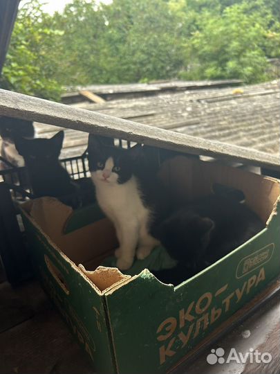 Котята в добрые руки