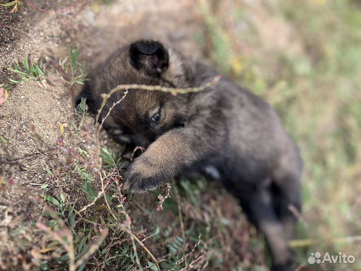 Щенки похожие на овчарят