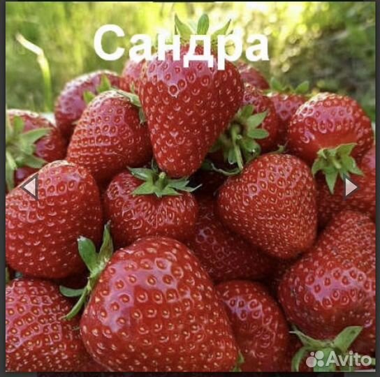 Рассада клубники