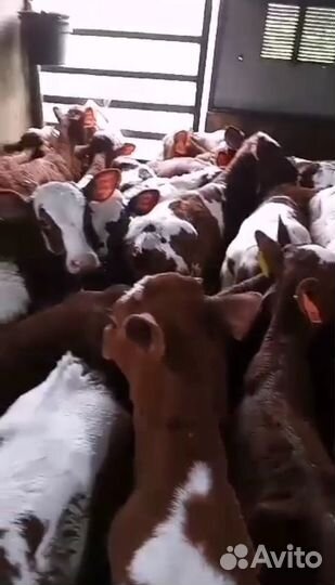 Телята бычки