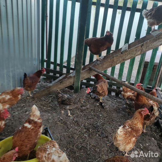 Куры несушки