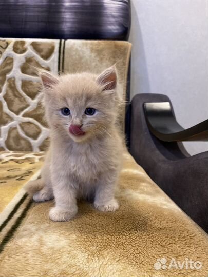Котята