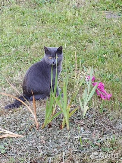 Котики бесплатно в добрые руки