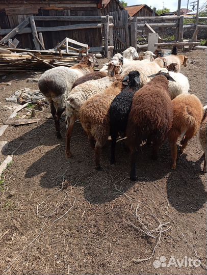 Баран и суягные овцы