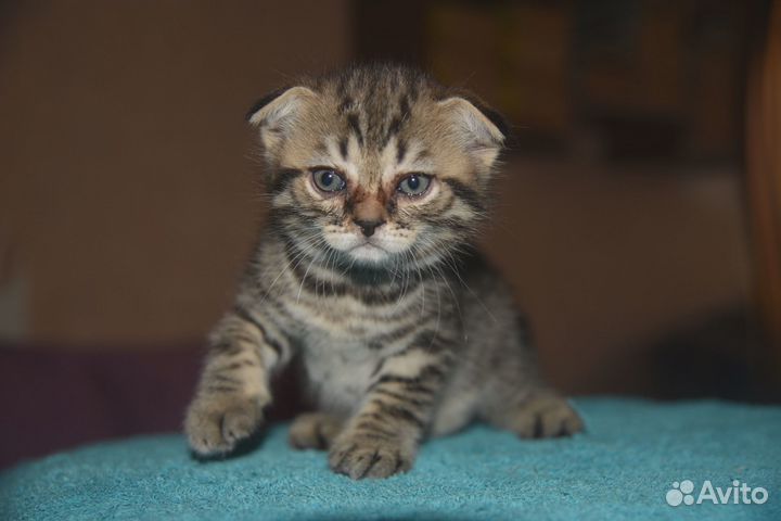 Котята