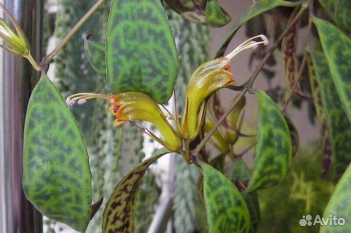 Эсхинантусы