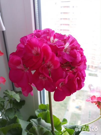 Герань (пеларгония) розовая, королевская, красная