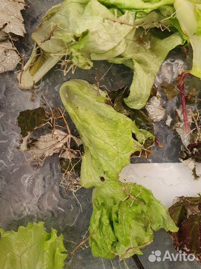 Анамские палочники