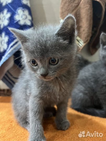 Котята 1,5 месяца