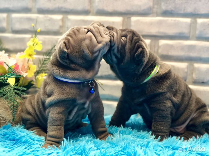 Щеночки шарпея