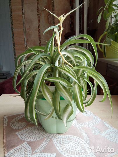 Хлорофитум бонни (кудрявый)