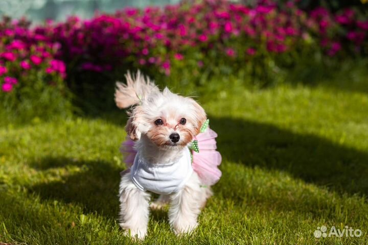 Элитные щенки мальтипу Ф1