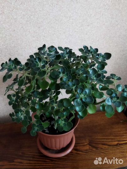 Аихризон дерево любви