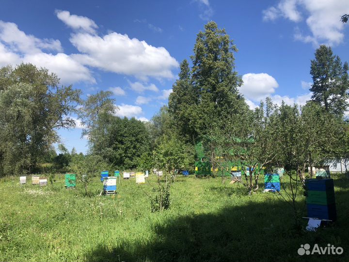 Мед с пасеки Антропова цветочный, разнотравье