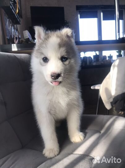 Щенки сибирской хаски