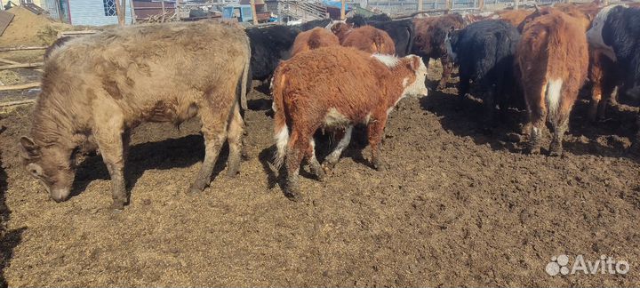 Продам быков, тёлок 70 голов