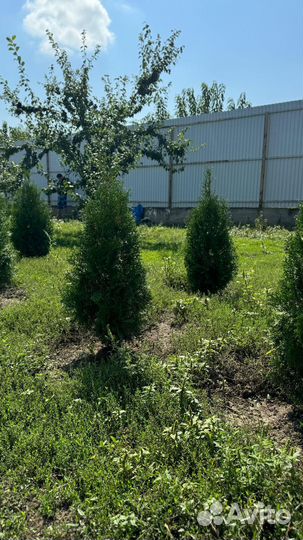 Туя смарагд