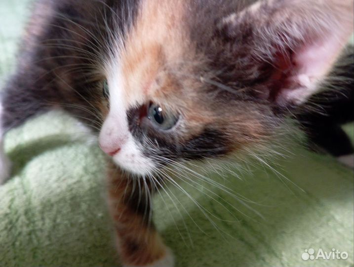 Котята в добрые руки 1 месяц
